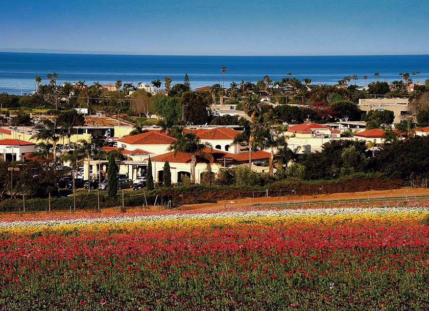 View of The Flower Fields in Carlsbad California