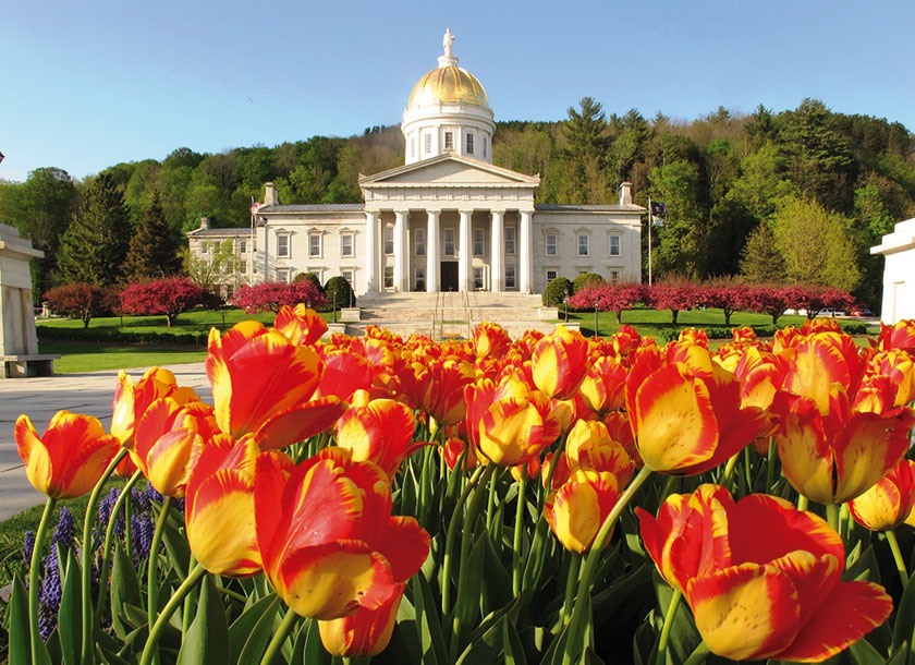 Tulips at the Montpelier Vermont