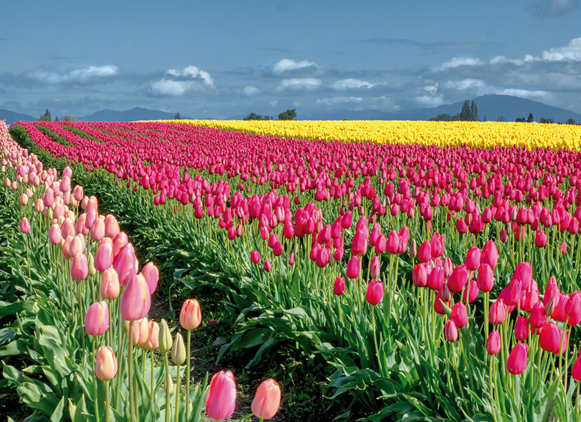 Bright tulip flowers stretch to the horizon in fields in Mount Vernon Washington